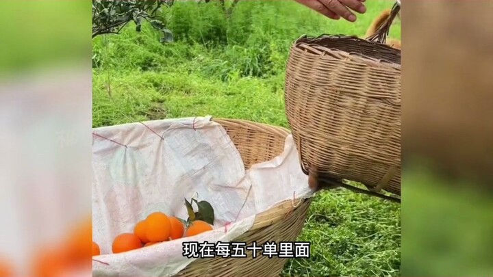 Little dog Mao Mao is working really hard—she hasn’t bitten through a single orange!