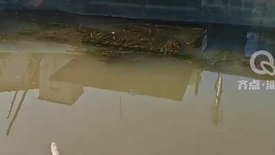 Mendengar panggilan pemiliknya, kedua kucing itu melompat serempak