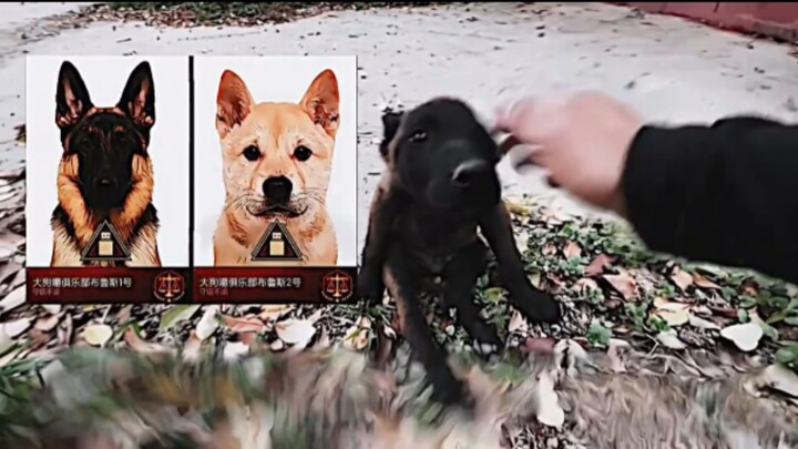 “Majestic and imposing, a fearsome aura fills the air—loyal service to the king earns you glory.”