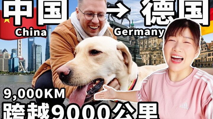 痛哭流涕！我们家狗狗终于飞来德国和我们团聚了！