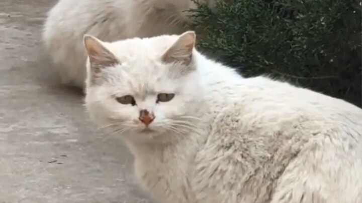 The Current Living Conditions of Modern Stray Cats