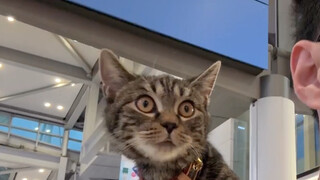 Immersive cat travel abroad: cats fly in the passenger cabin!