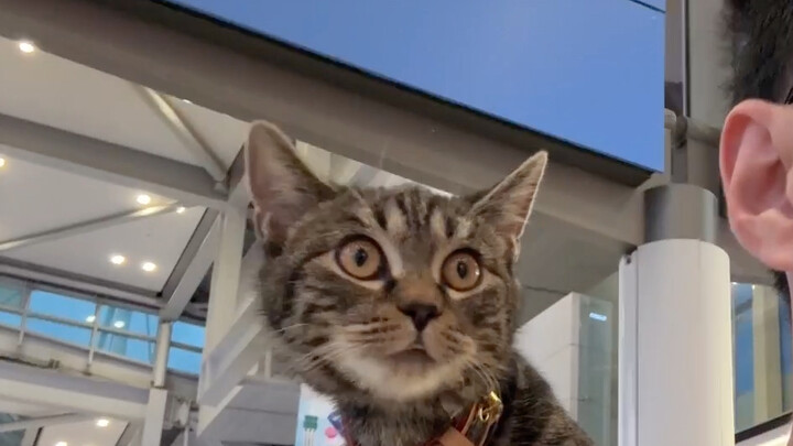 Immersive cat travel abroad: cats fly in the passenger cabin!