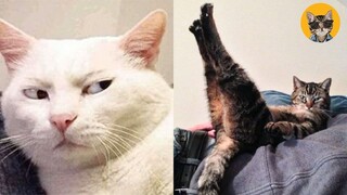 Pets That Will Absolutely Brighten Up Your Day 😹| Pets House