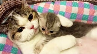 Cat Takes Care of Her Kittens