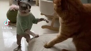 cat fighting😂