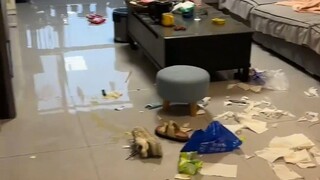 Momen tergelap bagi pemilik anjing! Siapa yang tidak punya anak durhaka?