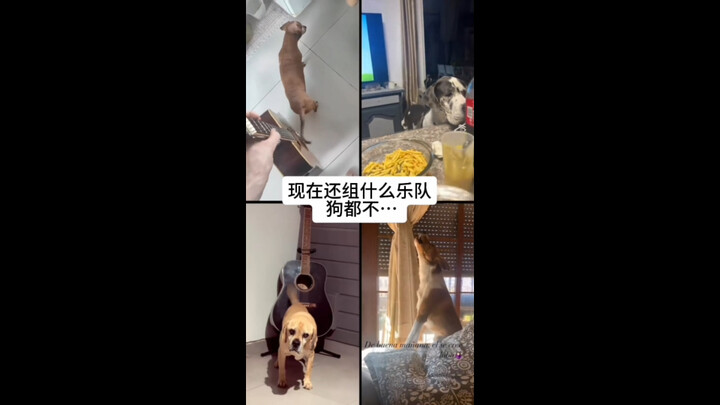 Ban nhạc chó con