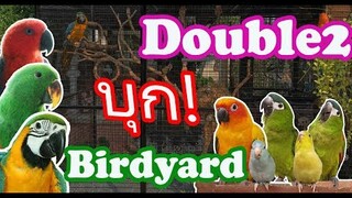 รีวิวนกแก้ว : Double2 บุกบ้านBirdyard Channel Ep.92