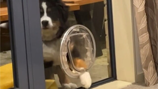 Mommy, uncle can’t come in!