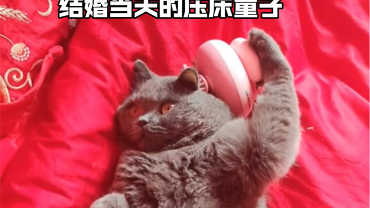 Who would have thought that on their wedding night, it was Dafu who fell asleep on the bridal bed fi