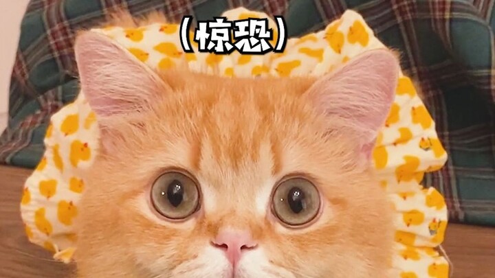 How stupid can a kitten be?