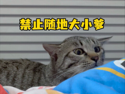 Tuyên bố rõ ràng: Tôi không thích mèo, tôi không có lòng thương hại, tôi không hề hiền lành, tôi sẵn