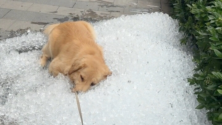 Luckin Coffee đổ chỗ đá viên thừa ra trước cửa, chú chó Golden Retriever đi ngang qua liền nằm hẳn l