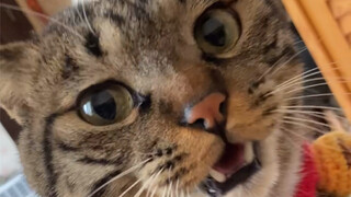 Mengadopsi kucing jenis ini benar-benar tidak menarik
