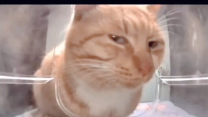 cat side eye