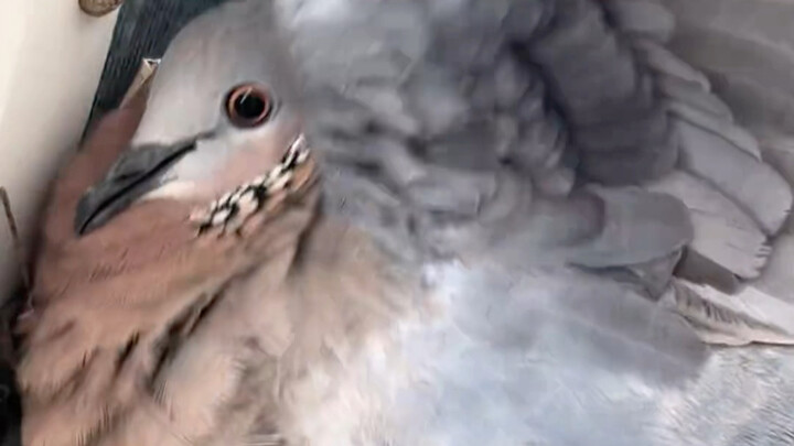 Carefully incubating eggs, the pearl dove is so plump and beautiful~