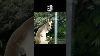 Kangaroo - MOGMOG PLANET Observation Diary | It's Anime #shorts #anime #animals