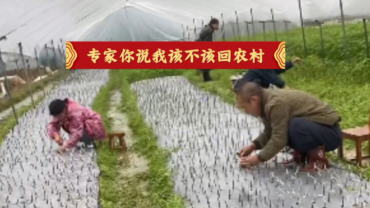 Chuyên gia làm nông thôn rối tung lên