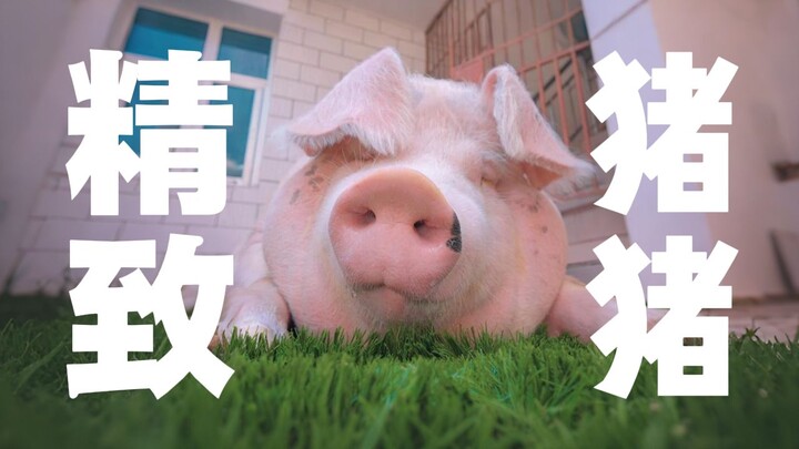 What’s the difference between pigs and humans taking a bath? This 4000G video of a sow bathing will 