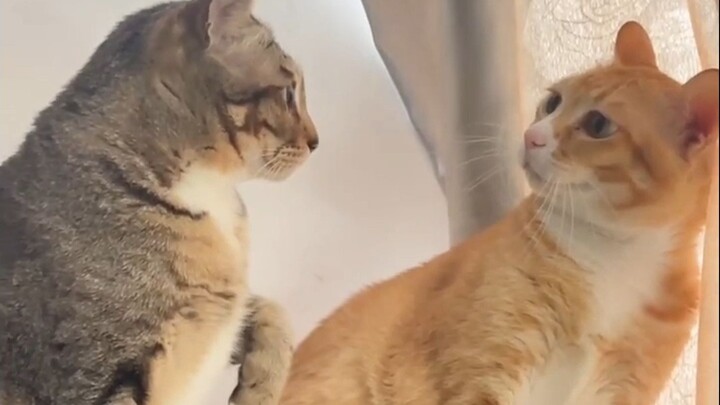 Cat: No way, is it sick or something?