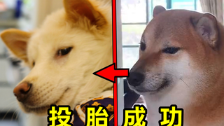 帮女粉丝网购田园犬，到货这是投胎成功了？？？