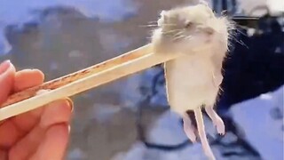 "Me, the little mouse, is facing imminent doom!"