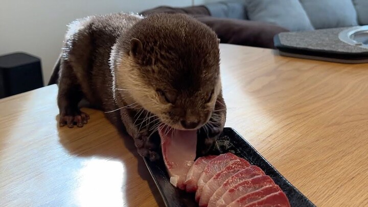 Animal|Otters Eat Sashimi Crazily