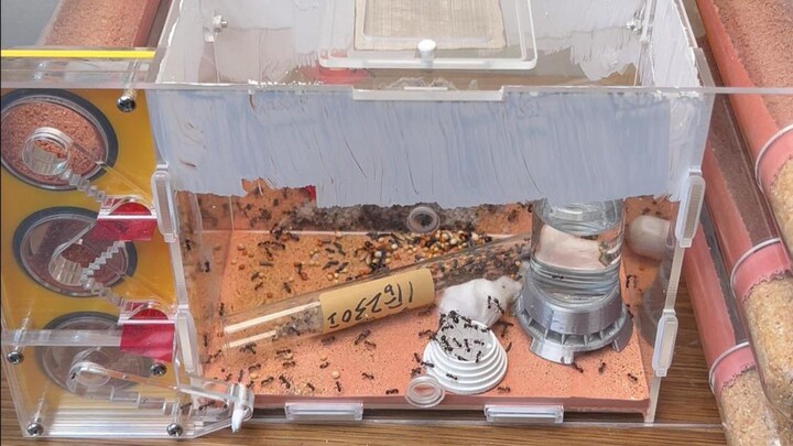 I bought a two-country battle ant colony that can house two species of ants at the same time.