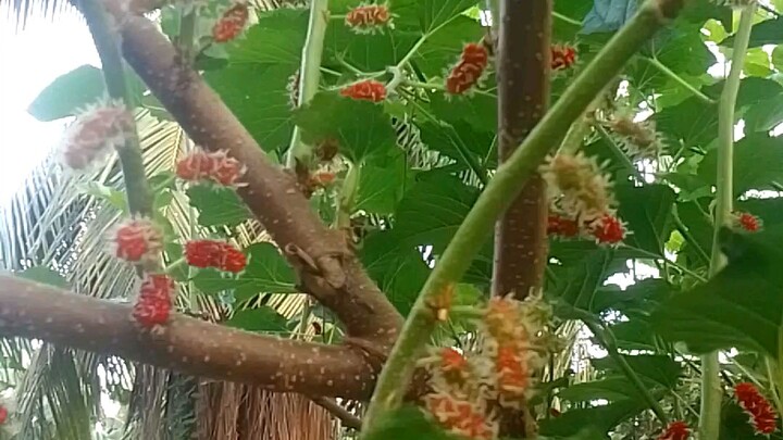 Organic mulberry fruit