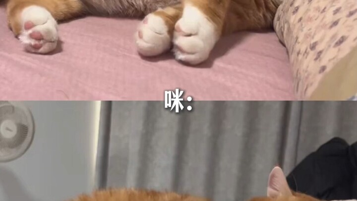 มีมีความจำไม่ค่อยดี แต่มีจะรักคุณแม่ตลอดไป