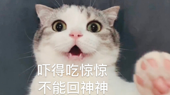 【Sehari-hari】Tiba-tiba si tukang bersihin kotoran kucing ngelus pantat kucing, dan kucingnya malah k