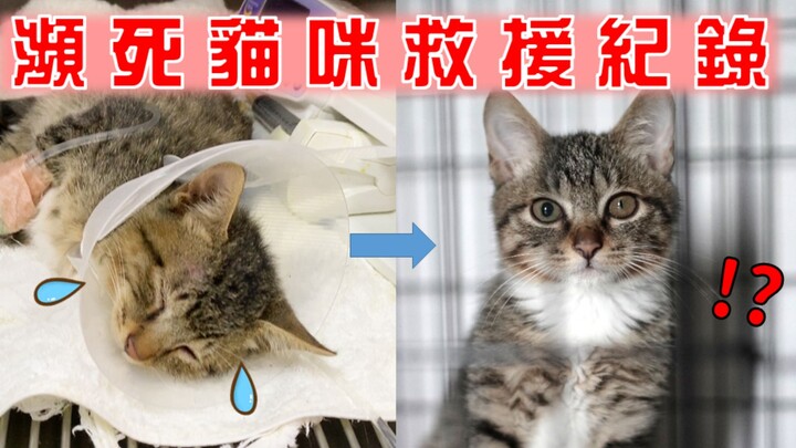 【حليب الصويا】 هل تصدقون بالصدفة؟