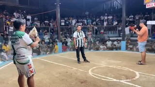 WIN 1st Fight BrodFIT WHITE. 2 bullstag derby at Tupi Cockpit 7/28/2025