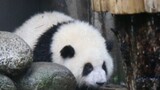 【Panda Hehua】Smart Huahua Is Going to Hide From the Rain