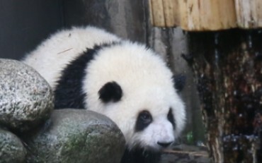 【Panda Hehua】Smart Huahua Is Going to Hide From the Rain