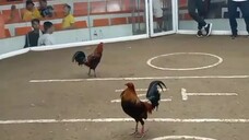 UGBAT 8 Stags Elimination Day Champion Fight 3 - Sept 29,2023