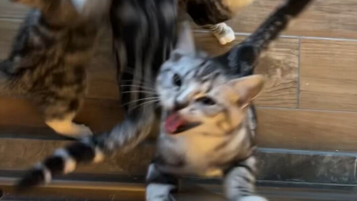 What’s It Like Raising Five Starving Ghost Cats at Once?