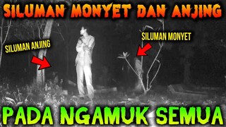 🔴  428- SILUMAN MONYET DAN SILUMAN ANJING NGAMUK | UJI NYALI