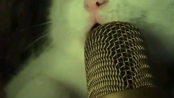 cute cat singing 🎶🎶😻