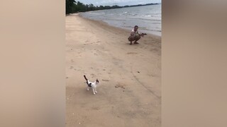 ￼แมวทะเล  แมวติดแม่ ประสิทธิโชค