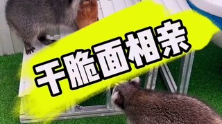 Mì ăn liền cũng đi xem mắt rồi, lươn bảy màu đã kết đôi thành công