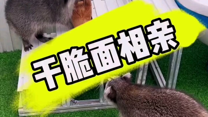 Even instant noodles are now on blind dates—Seven-Color Eel has already found a match!