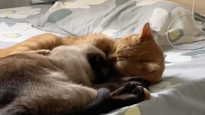 When things are good, they sleep facing the same direction; when they fight, one of them turns their