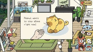 [ Hỏi và Đáp ]  Mèo dỗi, Mất đồ vật, Lỗi hiển thị  Adorable Home |  P7