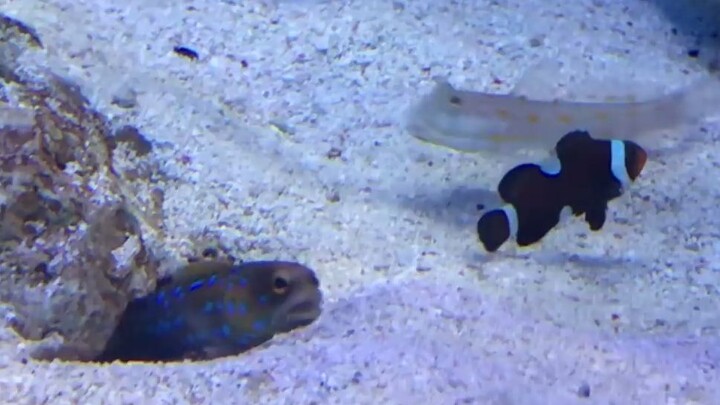 This is the worst fish I've ever seen.