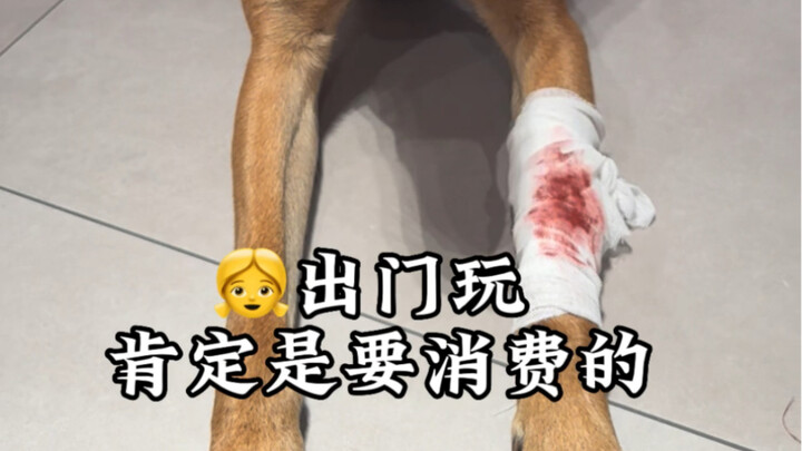 เลี้ยงหมานับพันวัน ใช้หมาแค่ชั่วครู่