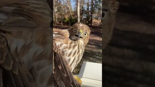 Hawk Makes HILARIOUS Face After Being Rescued! #Birds #Shorts #Pets