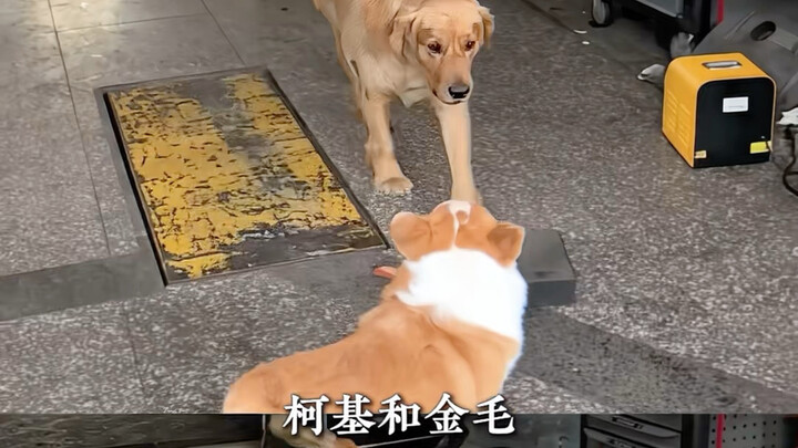 Đến cả chú chó cũng biết nạp năng lượng mỗi ngày, còn bạn tôi thì “hài hước” – chó Corgi, chó Golden