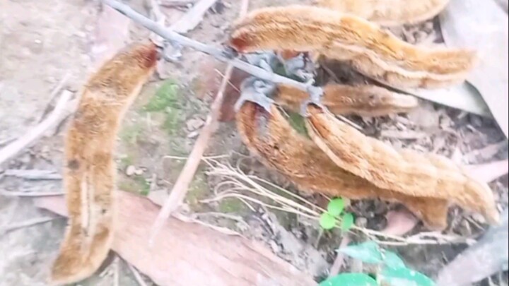 Have you seen such strange hairy pods before? Amazing creations of nature
